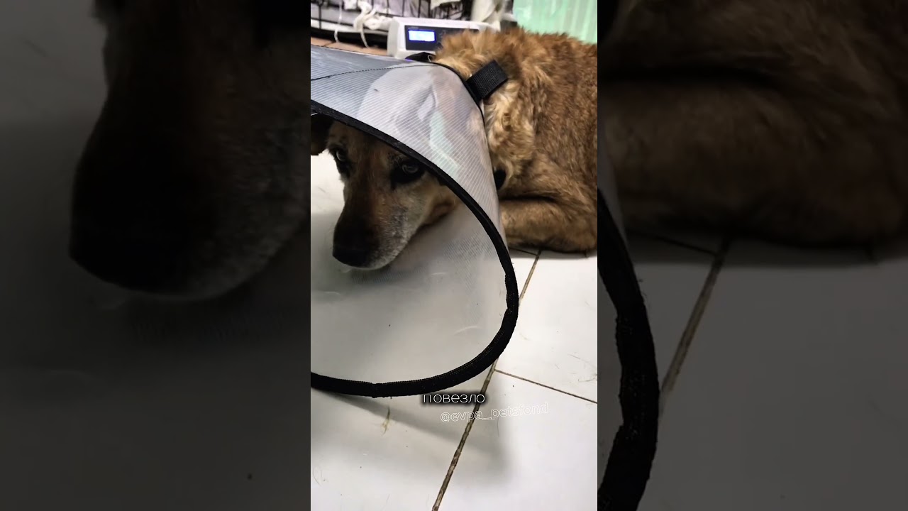 Хорошие новости: Клаве не нужна операция, а ограничение подвижности, куратор забрала на передержку