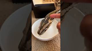My Giant Python Drinks Water From A Cereal Bowl! 🤩🐍