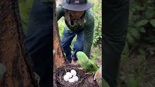 A man saw a parrot laying eggs and he came to play with it part 03. birds babybird egg forest