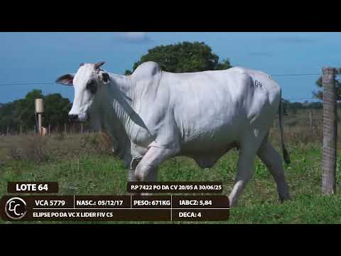 LOTE 64