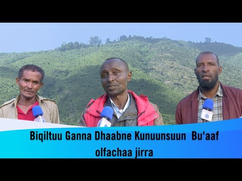 Biqiltuun Har Aa Kunuunsinu Gaaddisa Dhaloota Egereeti