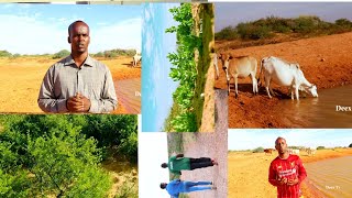 Daawo- Bilicda Iyo Barwaaqada Deegaanka Qoonku Reeb Iyo Tartankii Dr Tuutaale Iyo Eng Tahliil.