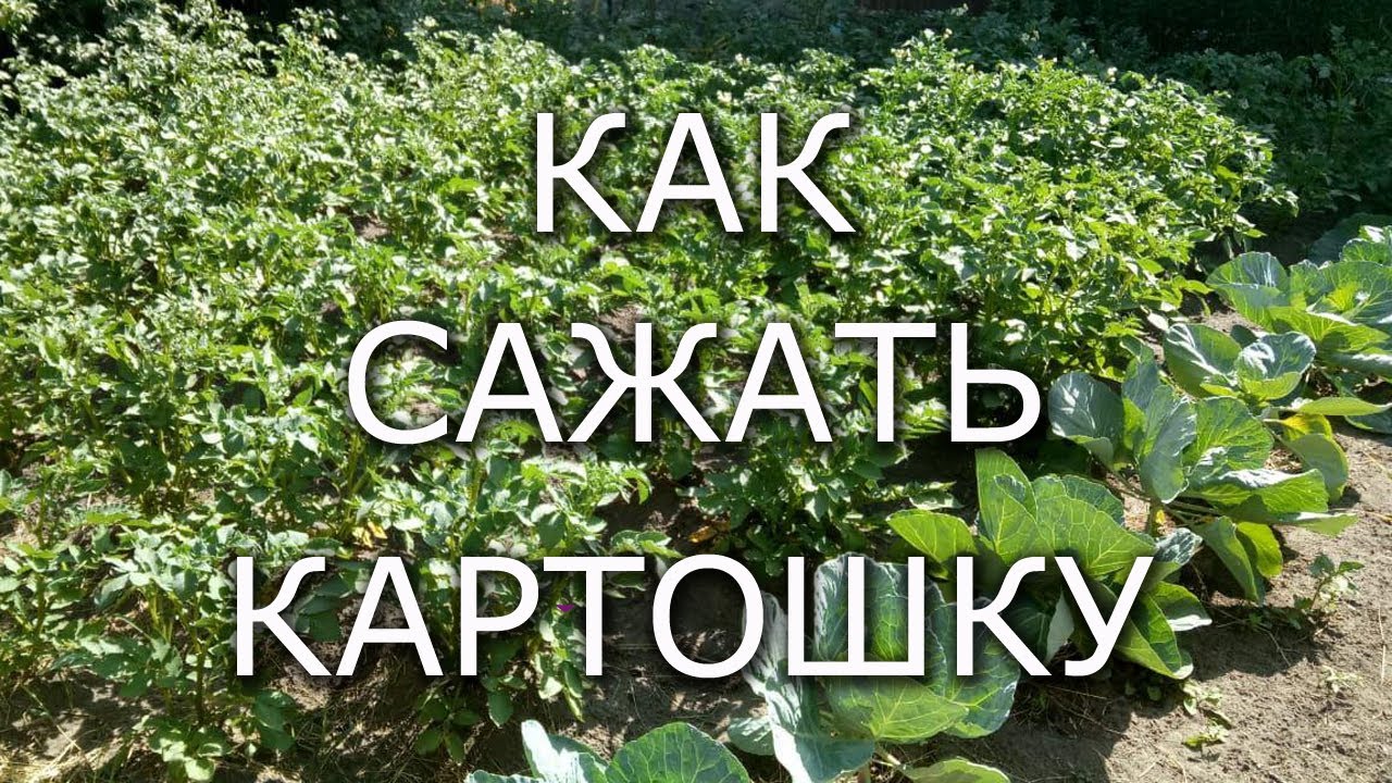 Когда сажать калину