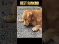 Dogs and other animals #funny #foryou #funnyvideo #fyp #funnytiktok #animals  #dog #dogvideos