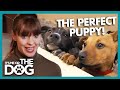 Getting your first puppy everything you need to know  its me or the dog