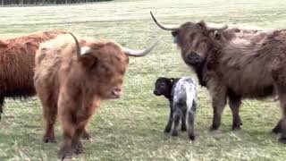 Catching and tagging Highland calves on the farm