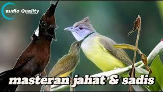 kombinasi masteran tembakan kasar dan panjang cucak jenggot pijantung dan cililin