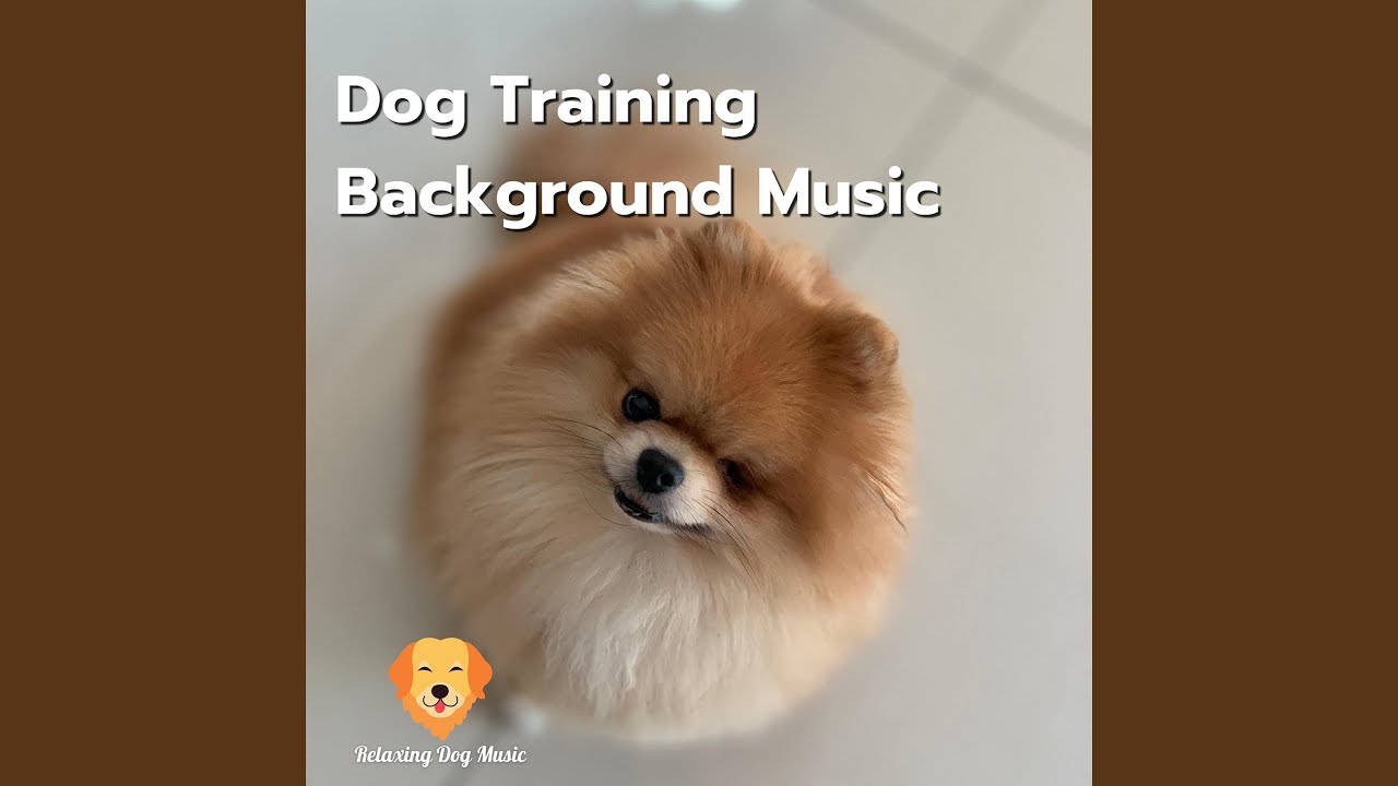 Relax My Dog YouTube