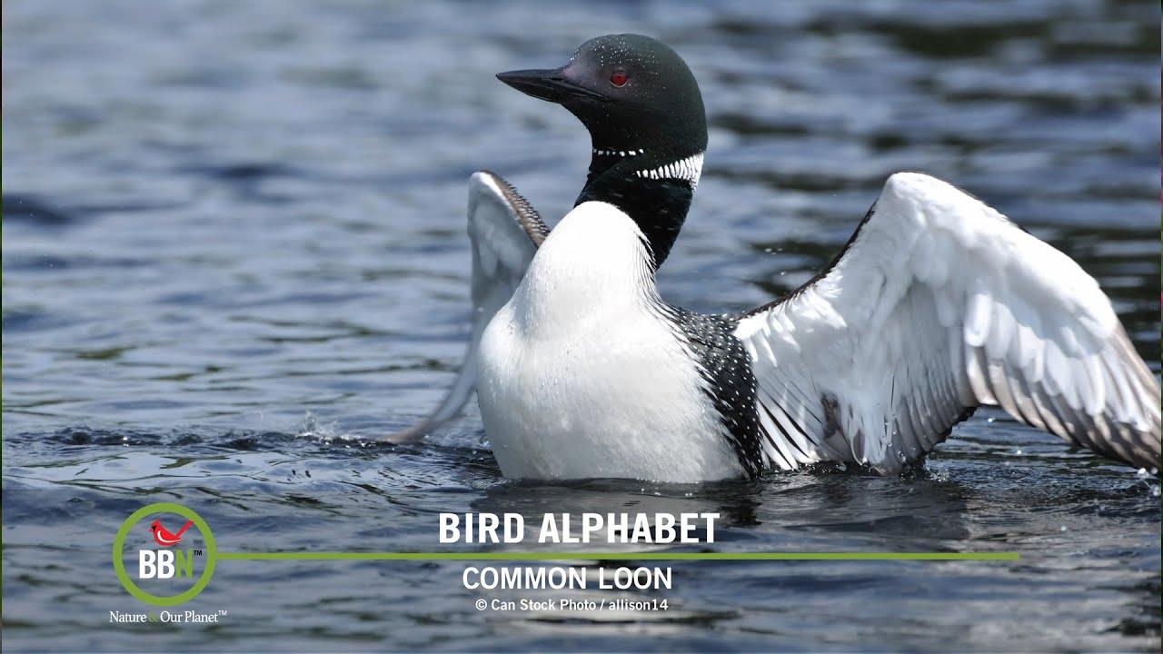 BBN S7:E17 - ‘Bear-Mageddon', Migration Season, Woodpeckers at Oriole Feeders, ‘C’ for Common Loon