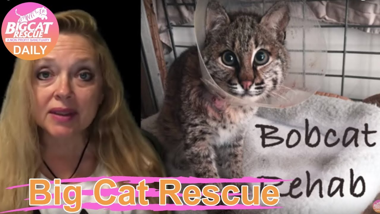 rescue dogs rock nyc Big Cat Rescue~ Big Cat Briefing 12052018