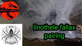 Linothele Fallax Pairing Spa Spiders