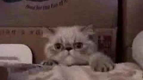 Video 1239561: exotic lynx, exotic shorthair blue, blue lynx point