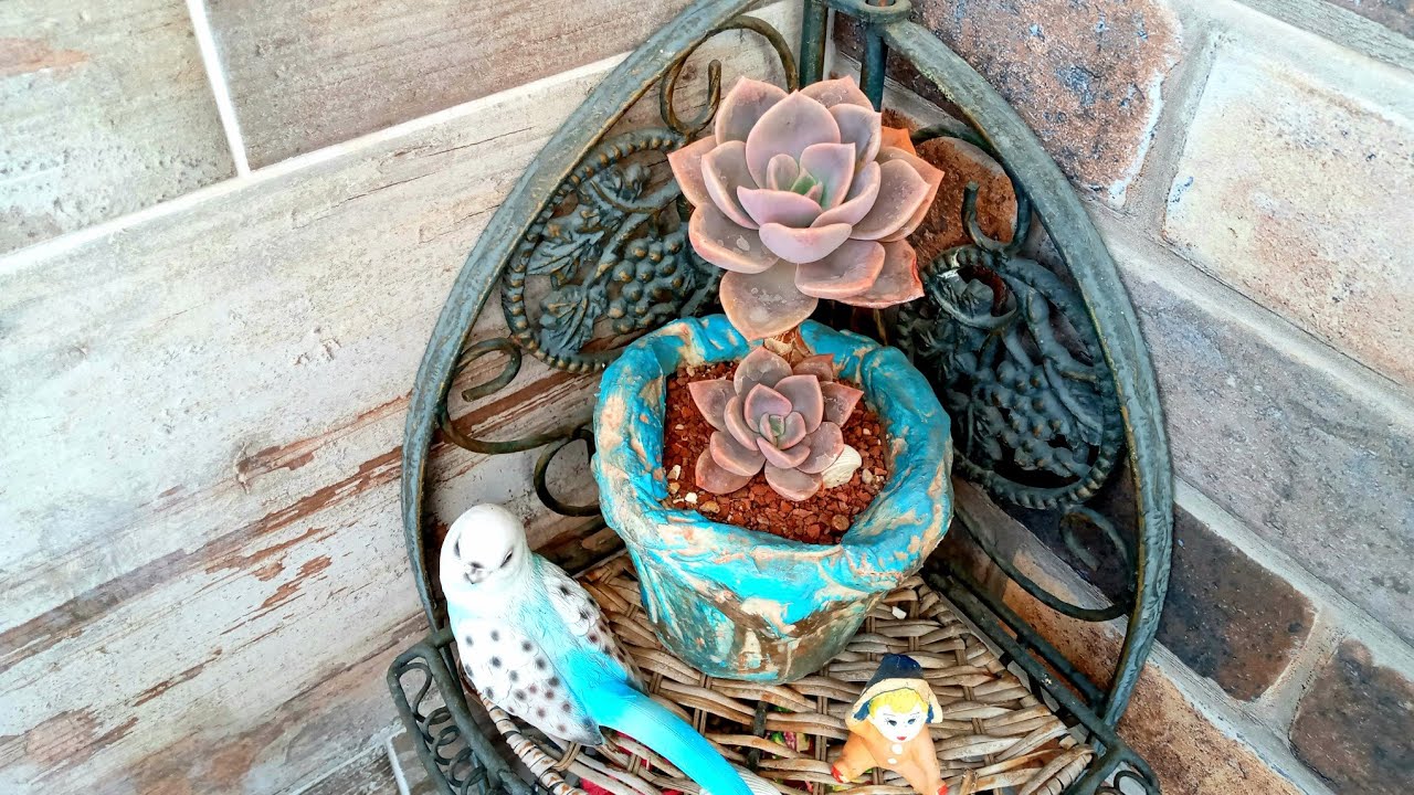 Evde üretim yapmak isteyenler için tavsiye ettiğim tür. Graptoveria albert baynes