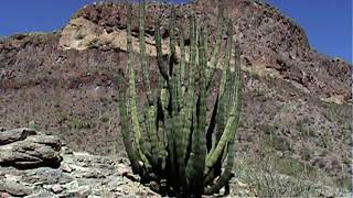 OrganPipe NM: Sublime Sonora Desert: Unique Giants: Legends: Southern Arizona.