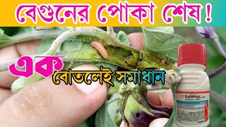 বেগুনের ডগা ও ফল ছিদ্রকারী পোকা শেষ! Syngenta Incipio ব্যবহার করে নিশ্চিত সমাধান