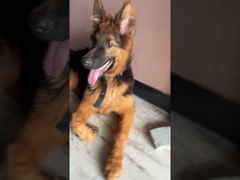 No Caption Viral Trending Germanshepherd Youtubeshorts Viramusic L Explore Edit Like Song