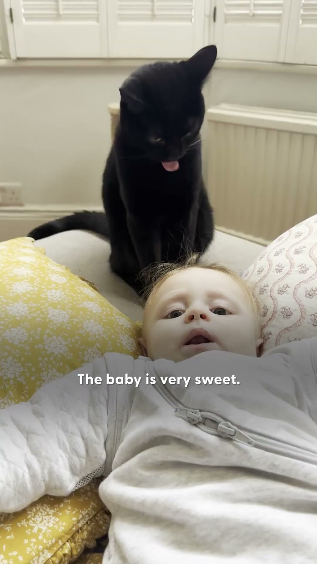 Cats Think Everything For Their New Baby Brother Is Theirs | The Dodo