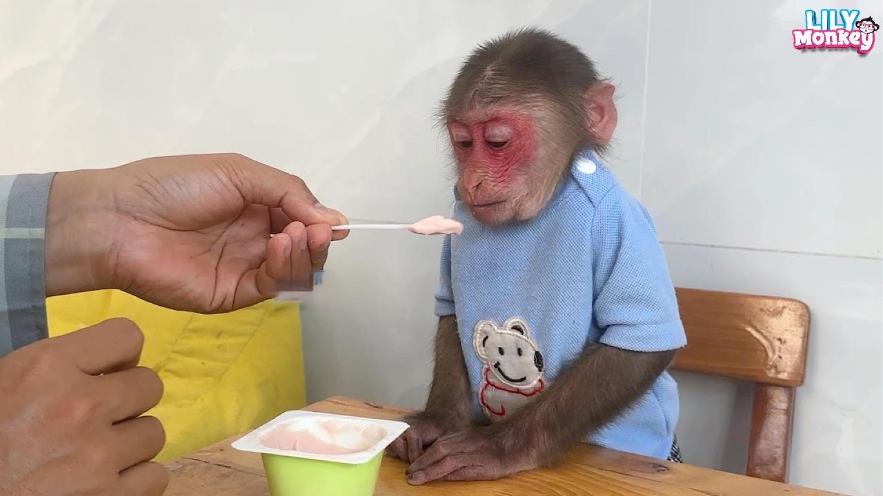 Touching! Lily needs her aunt more than her favorite yogurt | Lily's story