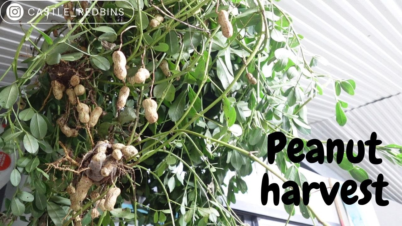 Peanut harvest at Castle Redbins