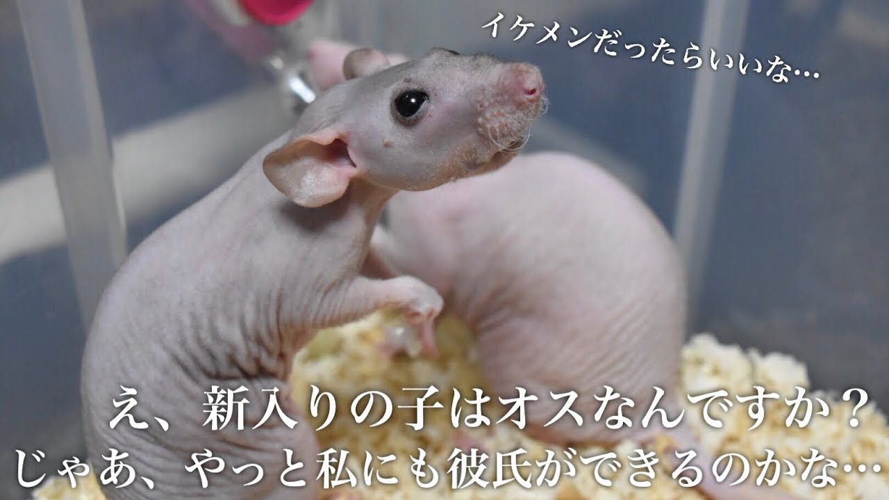 スキニーラットの床材を交換するよ！！