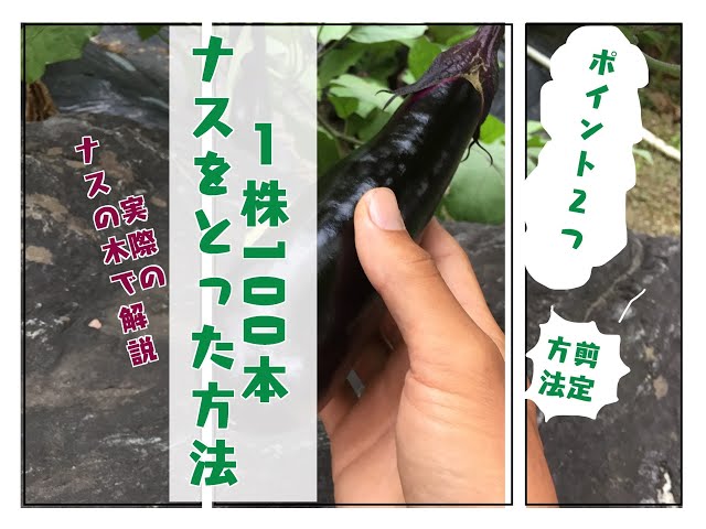 3倍増やす 茄子の一番花も実にして苗1本でナス100本 さいこうやさい 3倍増やす 茄子の一番花も実にして苗1本でナス100本 さいこうやさい