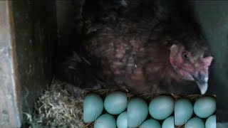 Gurk Yatırma (Mavi Yumurta) - Hatching Blue Egg