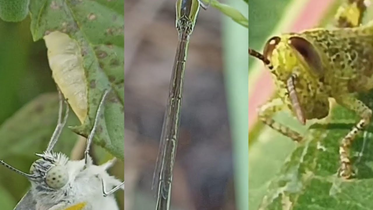 Hunting Insect Videografi | Macro Cinematic