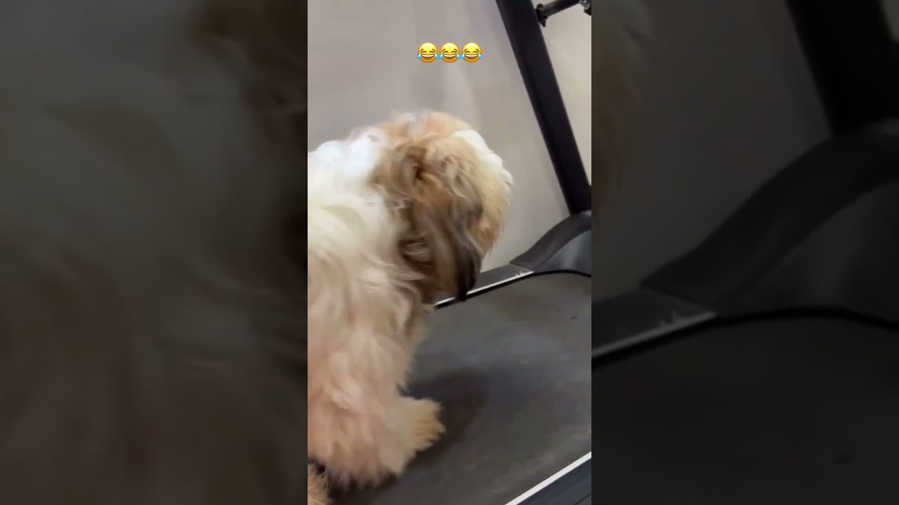 Who Needs a Personal Trainer When You’ve Got Treats?