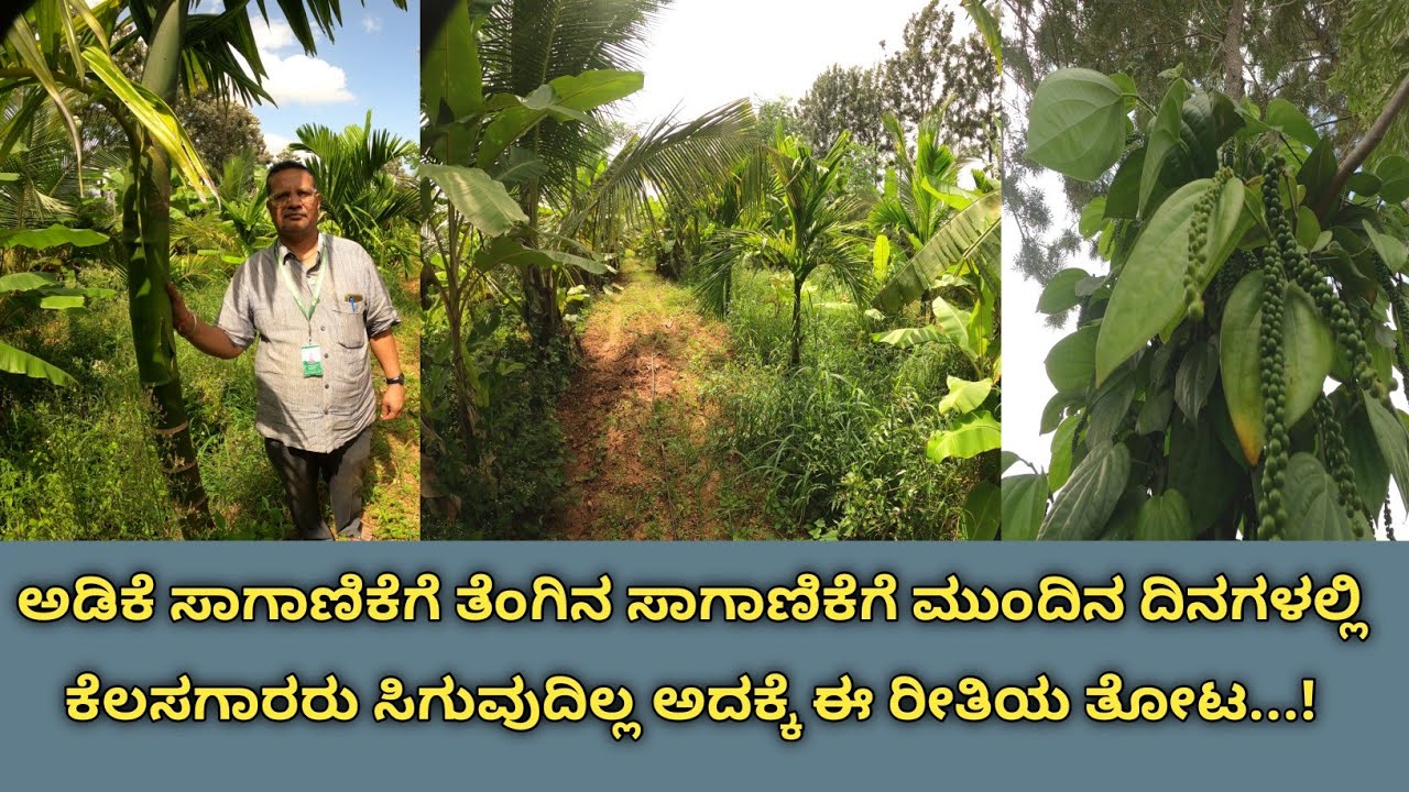 ಇಸ್ರೇಲ್ ಮಾದರಿಯಲ್ಲಿ ತೋಟವನ್ನು ನಿರ್ಮಿಸಿದ್ದಾರೆ..ಕಾರಣ ಮುಂದೆ ಕೆಲಸಗಾರರು ಸಿಗದೇ ಇರಬಹುದು ಹಾಗೂ ಕೃಷಿ ಸುಲಭವಾಗಲು