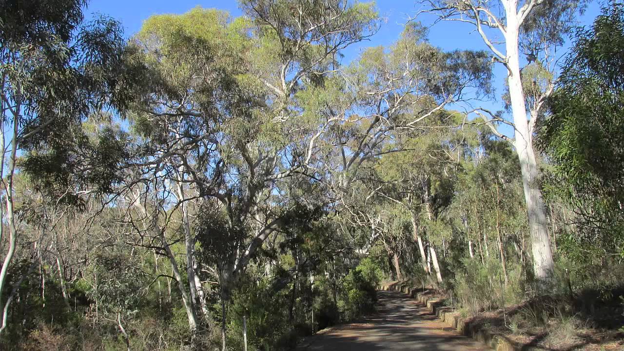 キャンベラ オーストラリア国立植物園 Canberra Australian National Botanic Garden Youtube キャンベラ オーストラリア国立植物園 Canberra Australian National Botanic Garden Youtube