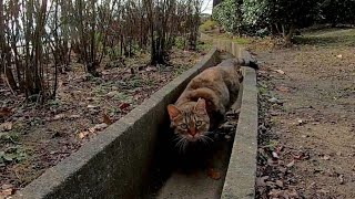野良猫が恐る恐るモフられにきた