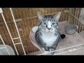 【僕の名前は…⁉️🐱】Smile to Heart 【譲渡型保護猫カフェ】ねこまる がライブ配信中!