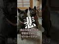 【甲斐犬】可愛過ぎる甲斐犬2匹に見つめられてキュンです♡