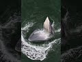 kapuso mo jessica soho latest episode. kapuso mo jessica soho latest episode this week.GIANT WHALE V