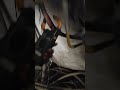 Cummins 180 kva Dg load testing l