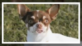 Смешные собаки Funny dogs Смешные собаки Funny dogs