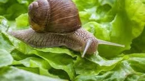 Snail Moving # Clear # Video