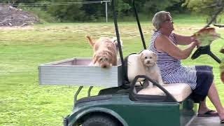 Havarpoos And Labradoodle Love F Cart Rides