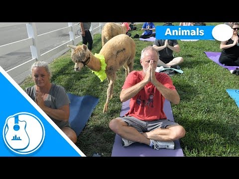 Video: Alpaca Yoga Börjar På Gården I England