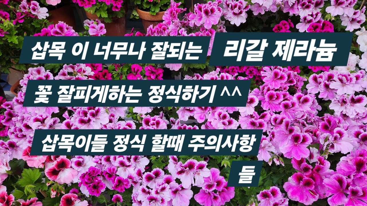 삽목이 너무나 잘 되는 리갈 제라늄 정식하기