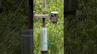 Tree Swallows Nesting in Middle Creek Wildlife Management Area!