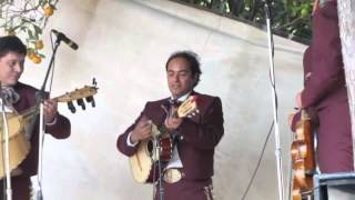 Video thumbnail of "El  cascabel Mariachi  Juvenil Tecalitlan"