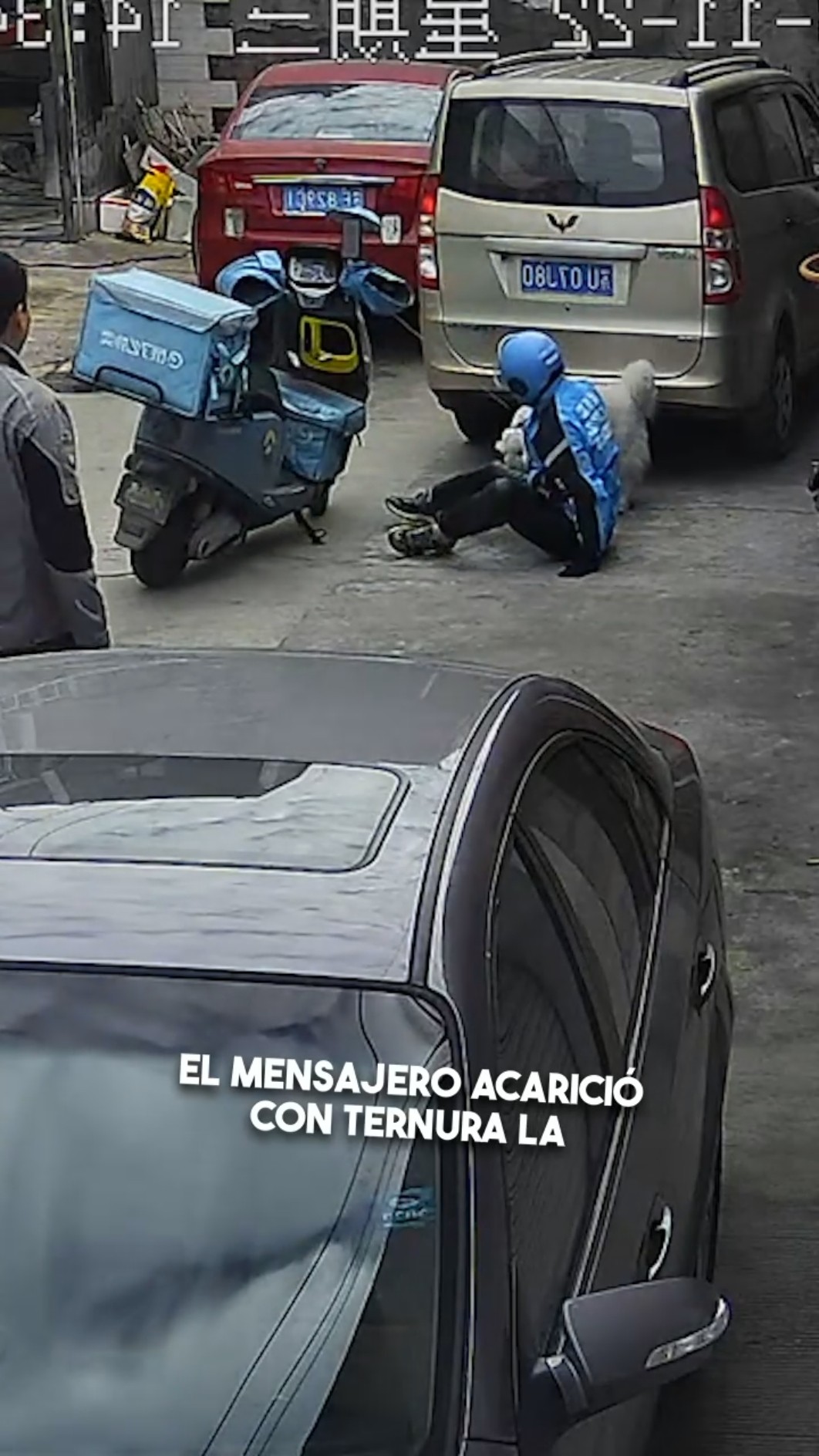 ¡El perro que hizo caer al repartidor! ??