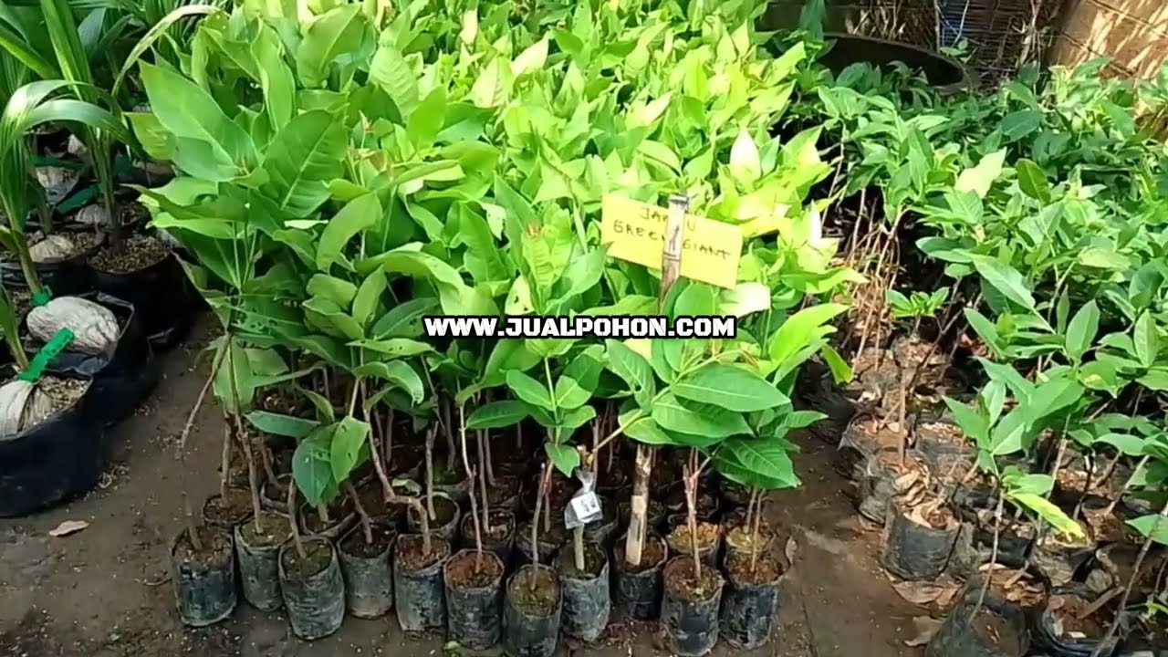 Kualitas Terjamin! Bibit Jambu Air Green Giant Siap Tanam