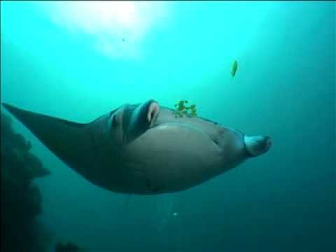 Diving: Yap&#039;s Shark &amp; Manta magic