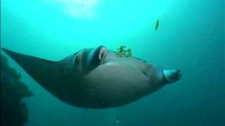 Diving: Yap's Shark & Manta magic