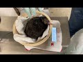 A close up look at one of the largest population of kiwi outside NZ | Newshub