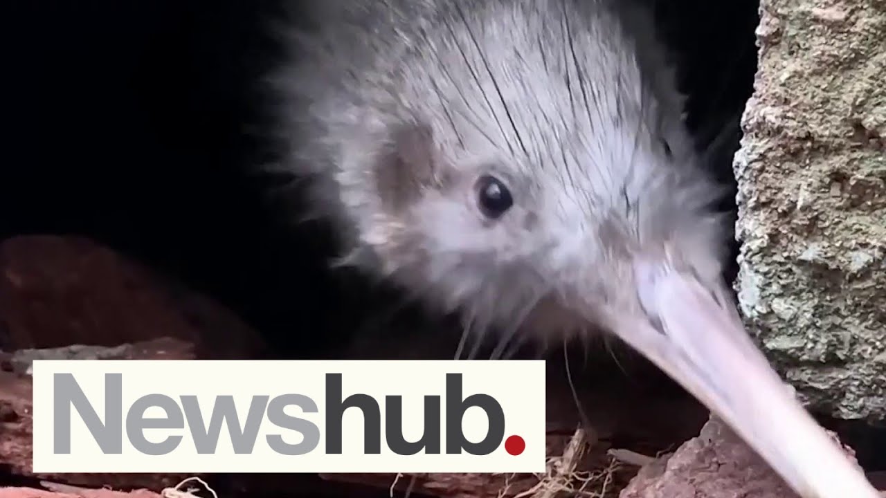 A close up look at one of the largest population of kiwi outside NZ | Newshub