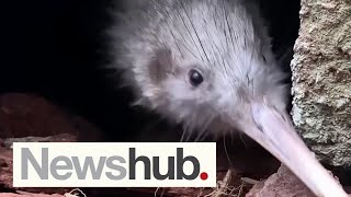A close up look at one of the largest population of kiwi outside NZ | Newshub A close up look at one of the largest population of kiwi outside NZ | Newshub