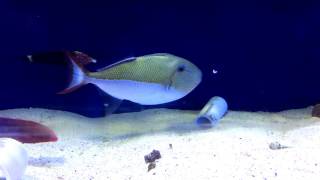 Goldenback Triggerfish-Seaside Tropical Fish HB CA